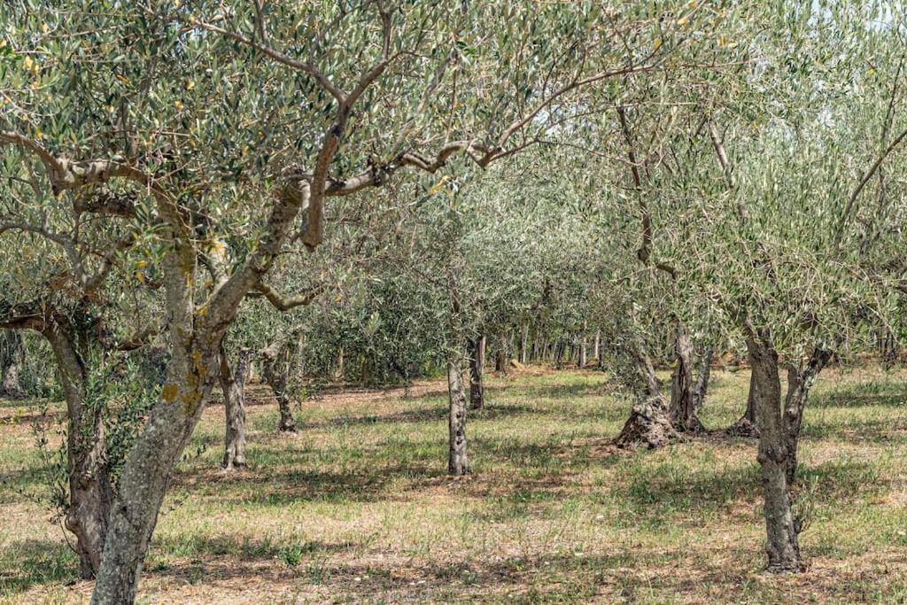 Magnolia Casa Di Campagna Costa Dei Trabocchi Rocca San Giovanni Εξωτερικό φωτογραφία